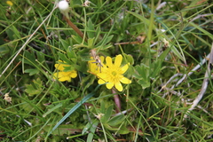 Ranunculus peduncularis