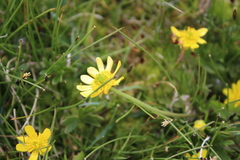 Ranunculus peduncularis