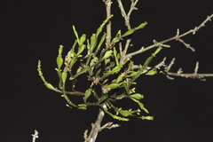 Korthalsella clavata