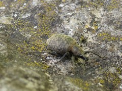 Liophloeus tessulatus