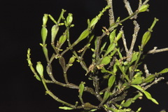 Korthalsella clavata