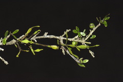 Korthalsella clavata