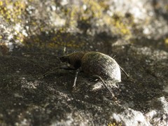 Liophloeus tessulatus