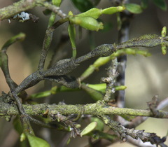 Korthalsella clavata