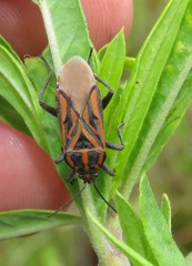 Spilostethus rivularis