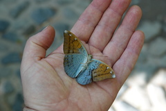 Tanaecia julii