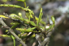 Korthalsella clavata