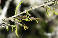 Korthalsella clavata