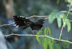 Cercotrichas podobe