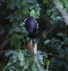 Cercotrichas podobe