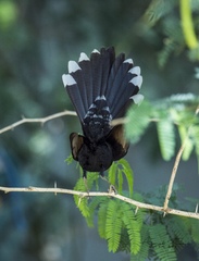 Cercotrichas podobe