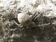 Liophloeus tessulatus