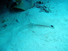 Parapercis hexophtalma