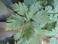 Geranium reuteri image