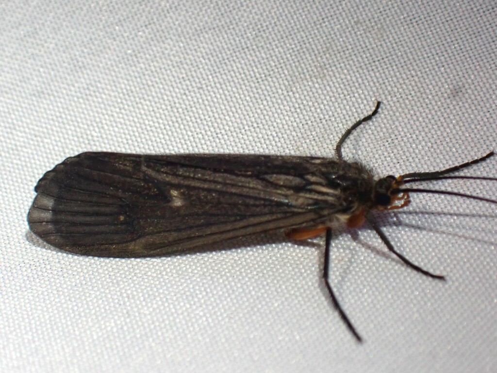 Dicosmoecus atripes