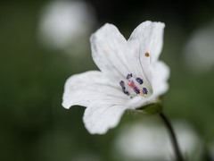 Geranium rivulare