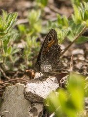Lasiommata petropolitana