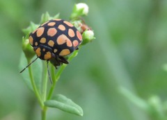 Steganocerus multipunctatus