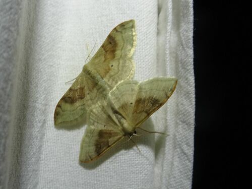Idaea degeneraria