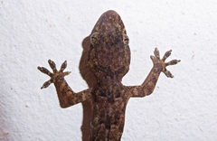 Hemidactylus mabouia