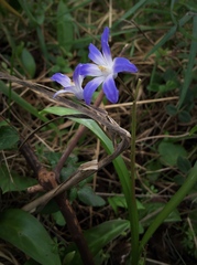 Scilla