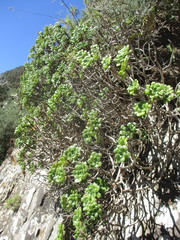 Aeonium lindleyi image