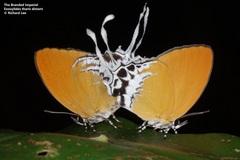 Eooxylides tharis distanti