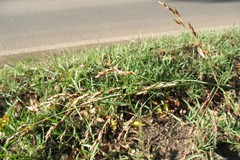 Sorghum × drummondii