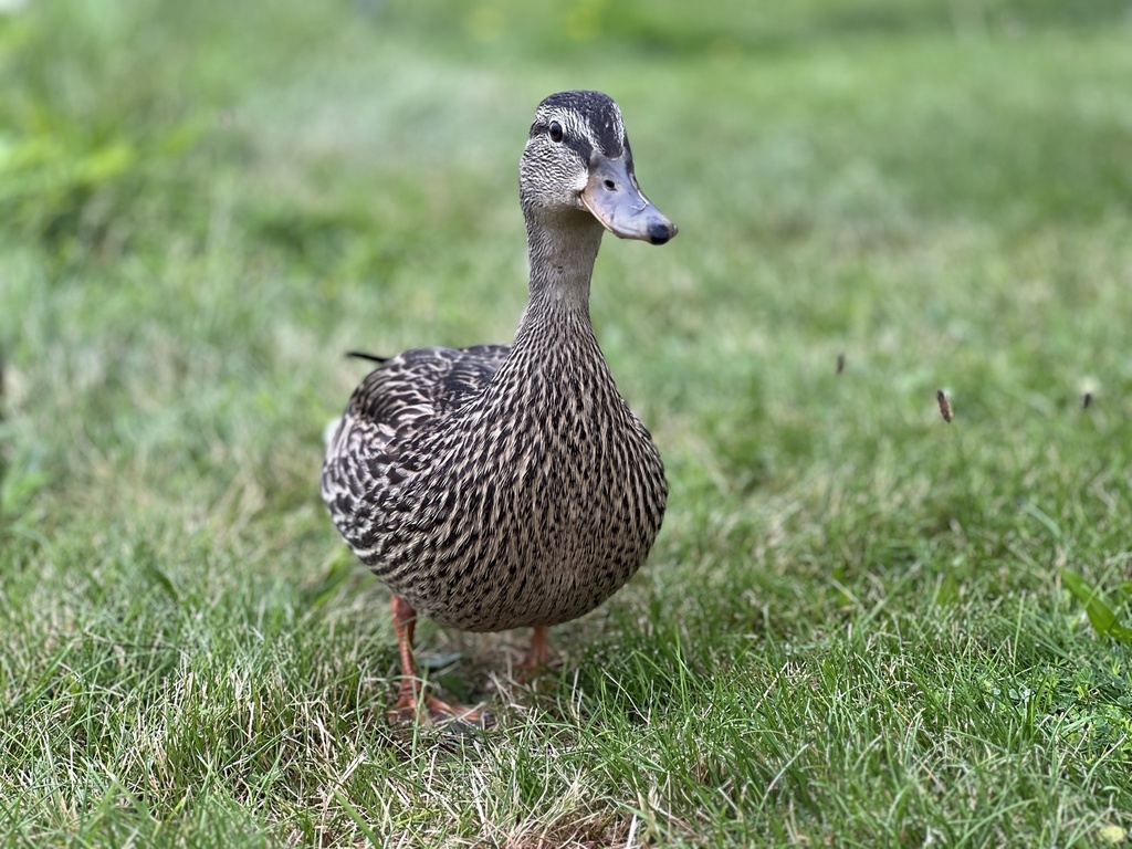 Mallard from Saint Marys River, Sault Sainte Marie, MI, US on August 21 ...