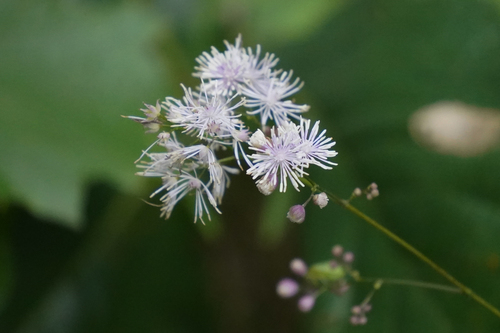 Thalictrum actaeifolium iNat (2)