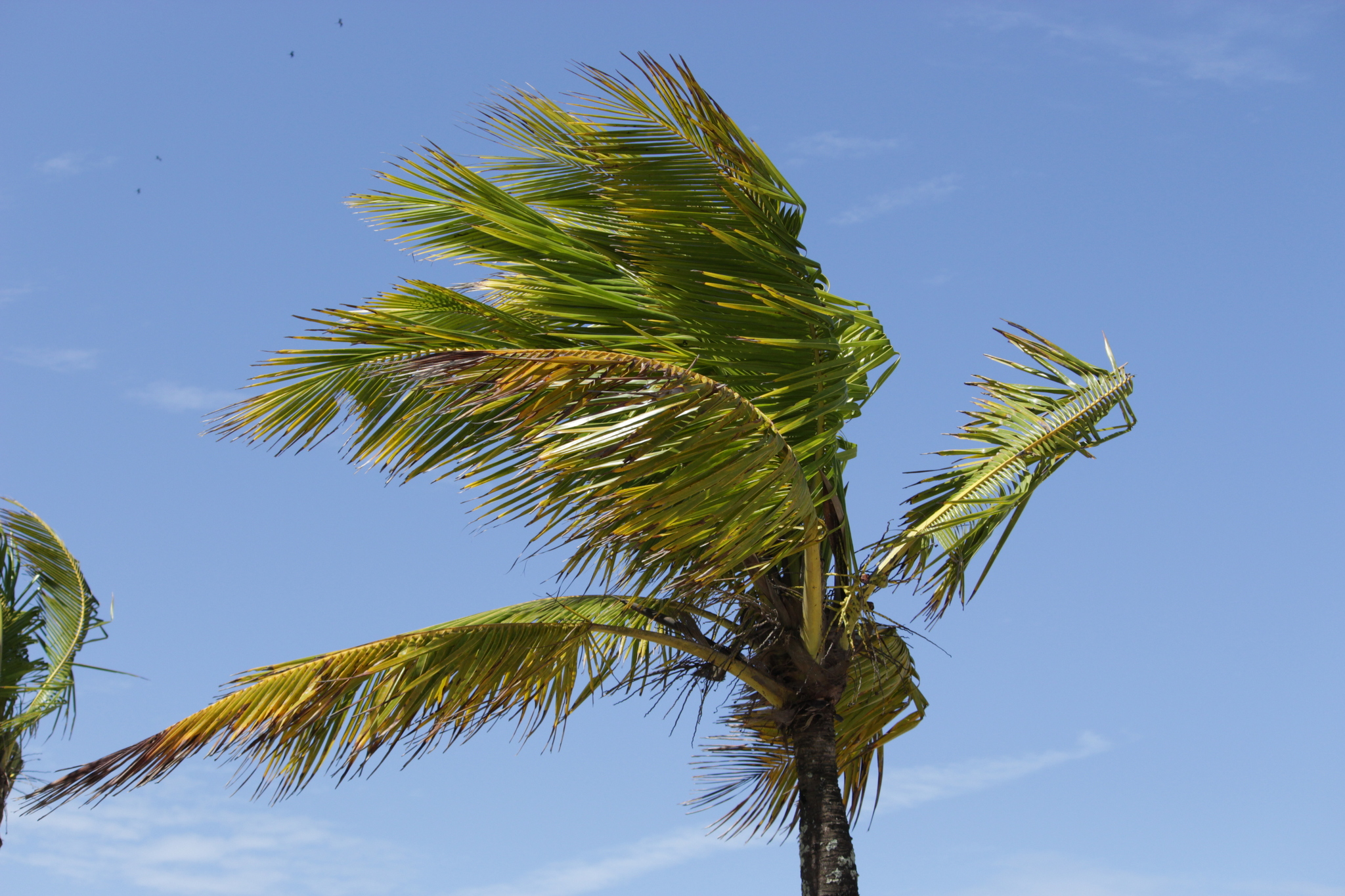 Cocos nucifera