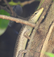 Lamprolepis smaragdina