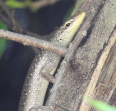 Lamprolepis smaragdina