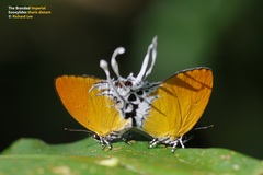 Eooxylides tharis distanti