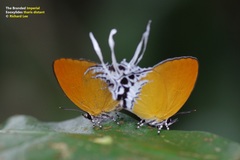 Eooxylides tharis distanti