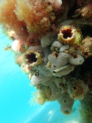 Pyuridae