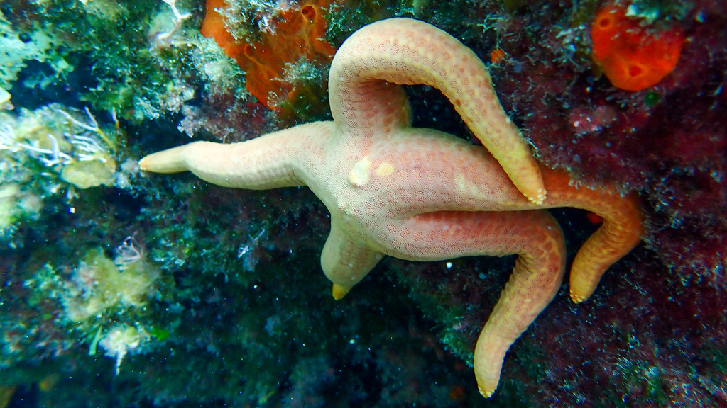 Photo of Attenuated sea star (Hacelia attenuata)