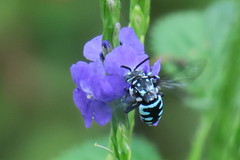 Thyreus himalayensis