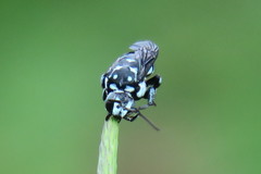 Thyreus himalayensis