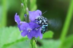 Thyreus himalayensis