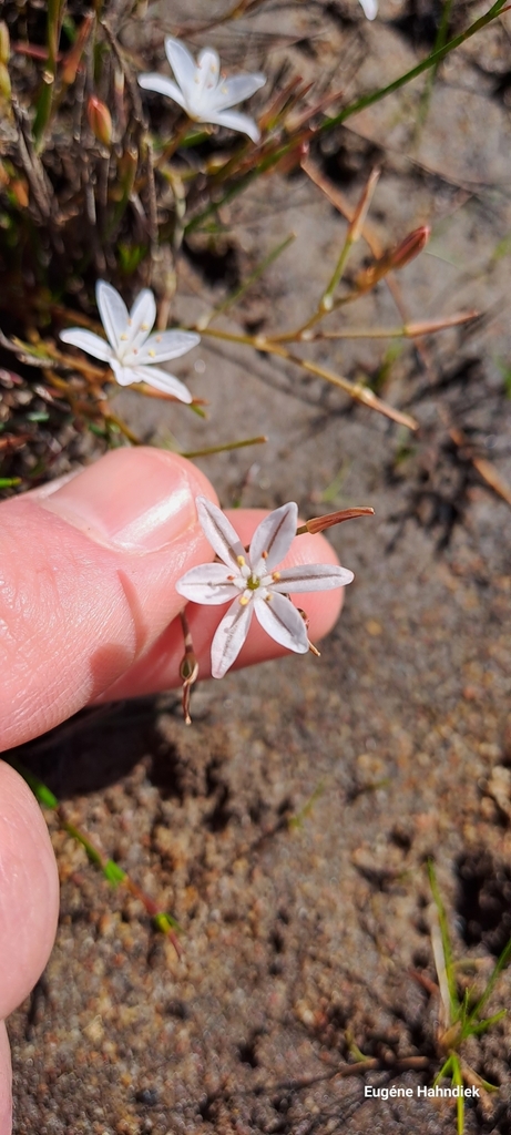 Trachyandra filiformis, Geelrug, Cape Agulhas Municipality, South Africa