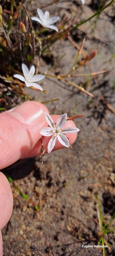 Trachyandra filiformis