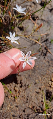 Image of Trachyandra filiformis by (c) Eugene Hahndiek, some rights reserved (CC BY-SA)