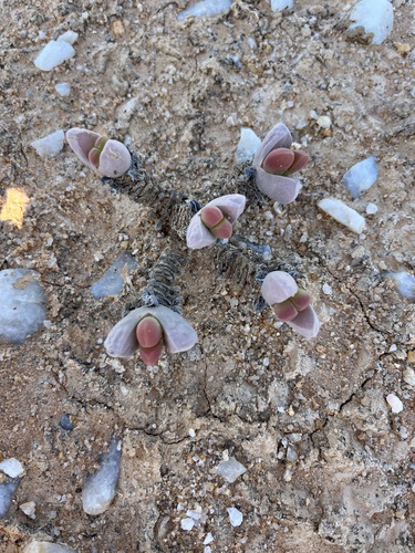 Image of Jacobsenia vaginata by (c) Charleen Brunke, some rights reserved (CC BY)