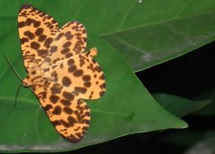 Epobeidia tigrata tigrata