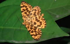 Epobeidia tigrata tigrata