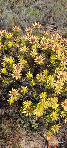 Image of Leucadendron elimense by (c) Eugene Hahndiek, some rights reserved (CC BY-SA)