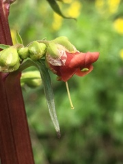 Scrophularia rubricaulis