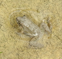 Fejervarya limnocharis