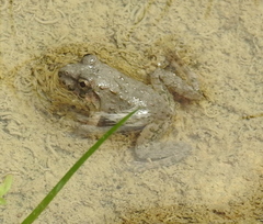 Fejervarya limnocharis